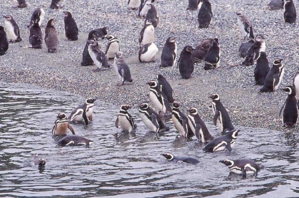 Catamaran Voyage to Seal & Bird Islands With Hotel