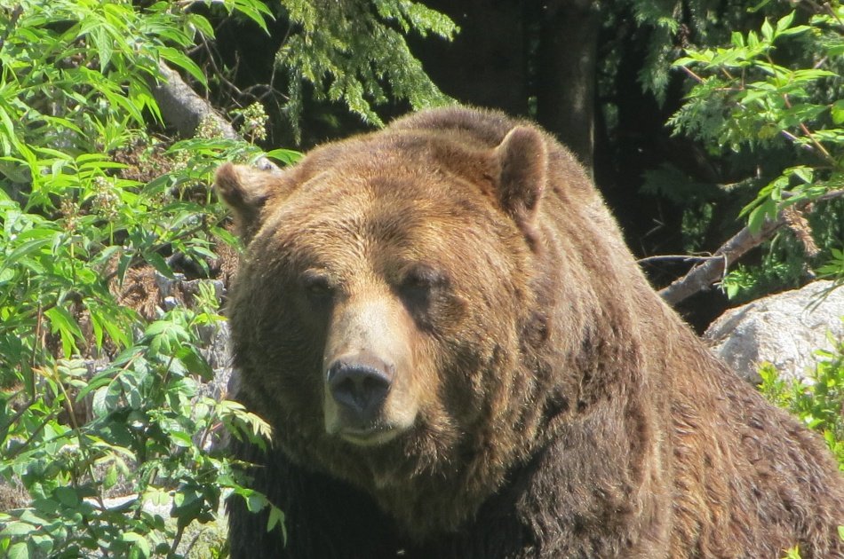 Great Squamish Day Trip from Vancouver