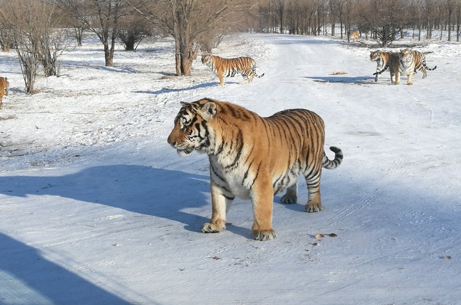 2 Day Private Harbin City Sightseeing and Ice and Snow Festival Tour