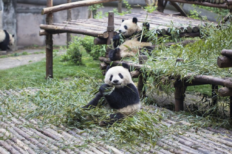 All-inclusive Chengdu Highlight Panda Private Tour and Customizable Sites