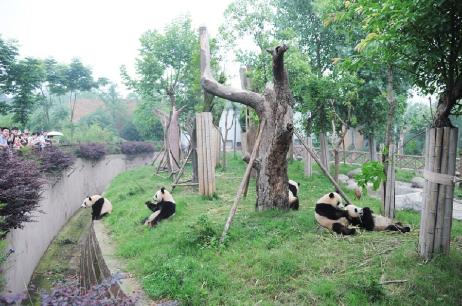 All-inclusive Chengdu Highlight Panda Private Tour and Customizable Sites