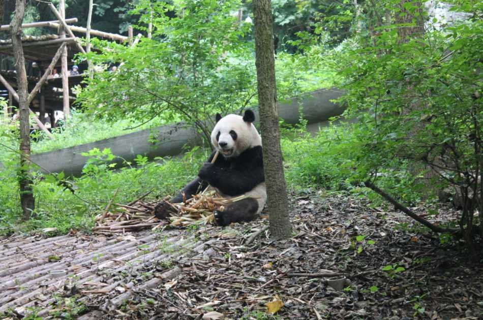 Chengdu Impression Private Day Tour of Giant Panda and Sichuan Cuisine Museum