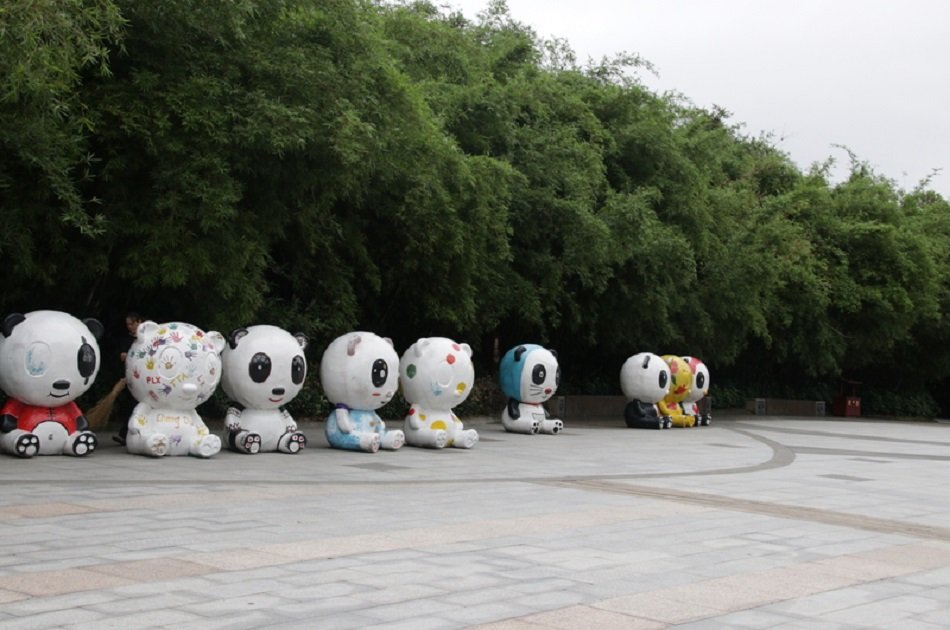 Chengdu Panda Private Volunteer Program at Dujiangyan Panda Base