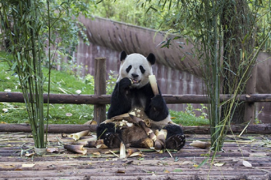 Chengdu Panda Private Volunteer Program at Dujiangyan Panda Base