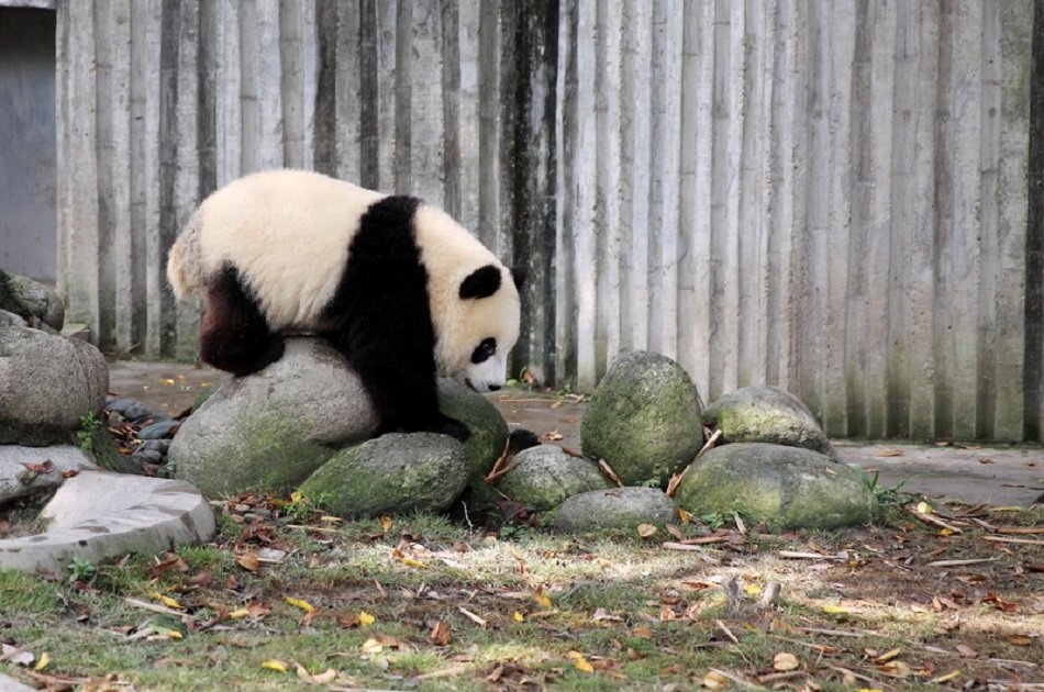 Giant Pandas and Luodai Ancient Town Private Tour in One Day From Chengdu