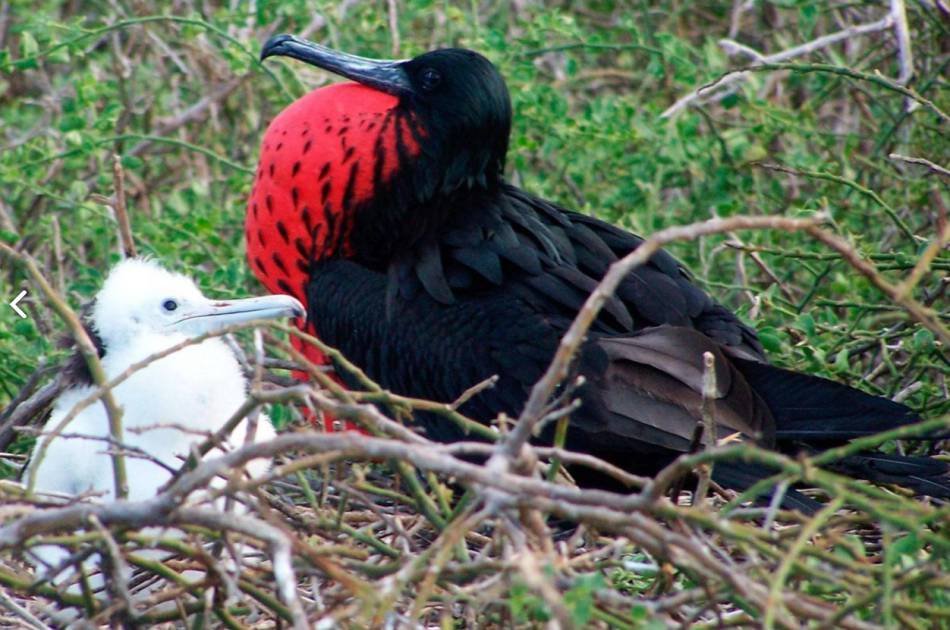 Mini Galapagos - 3 and a Half Star Hotel for 3 Days Private Tour