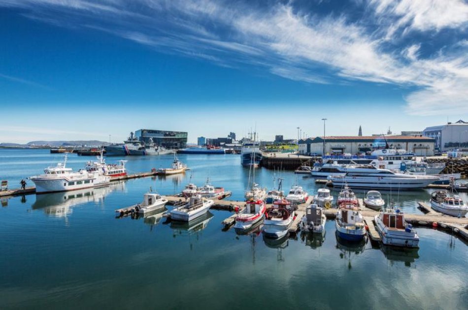 Whale Watching from Reykjavik