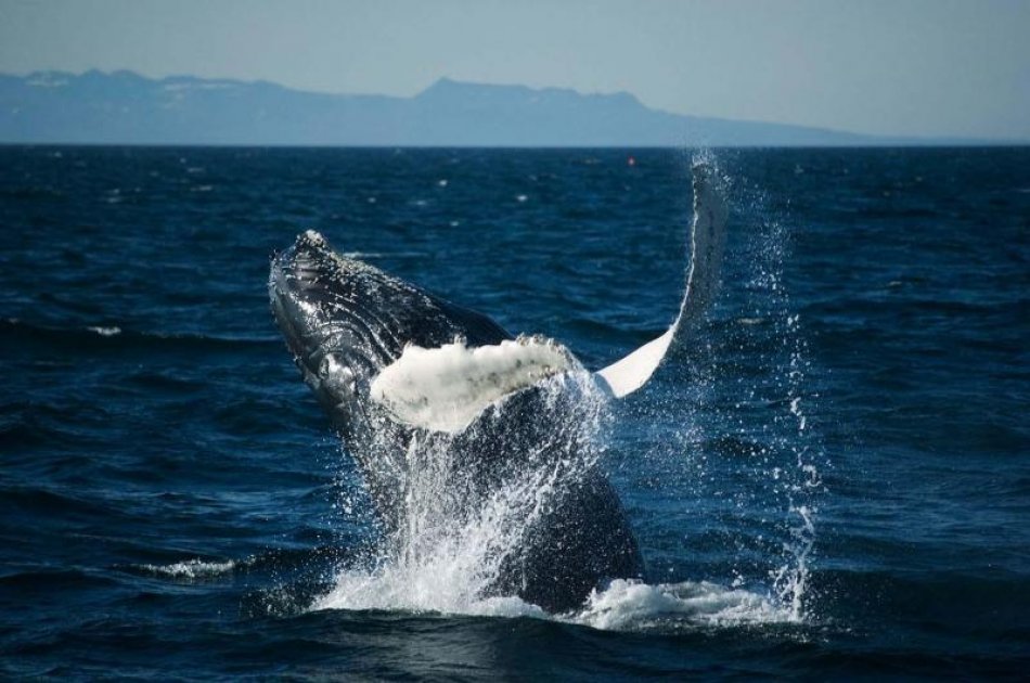 Whale Watching from Reykjavik