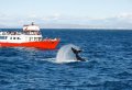 Whale Watching from Reykjavik