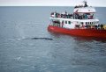 Whale Watching from Reykjavik