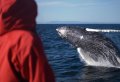 Whale Watching from Reykjavik