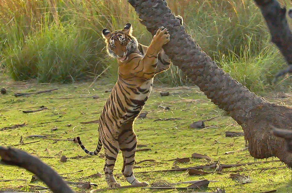Ranthambhore Tiger Safari Day-Tour from Jaipur