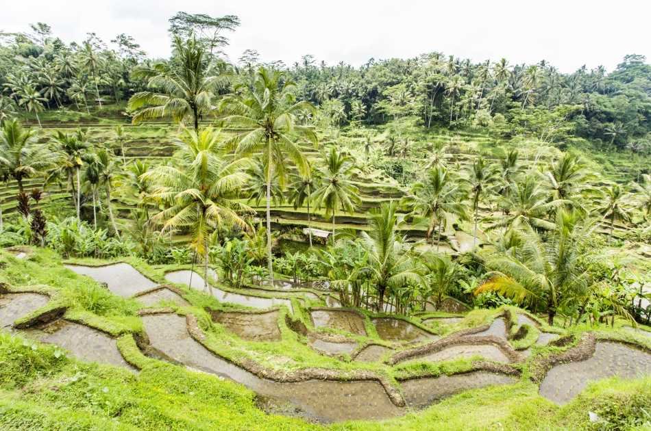 Best of Ubud Private Full-Day Tour: Waterfall, Rice Terraces, Art Villages