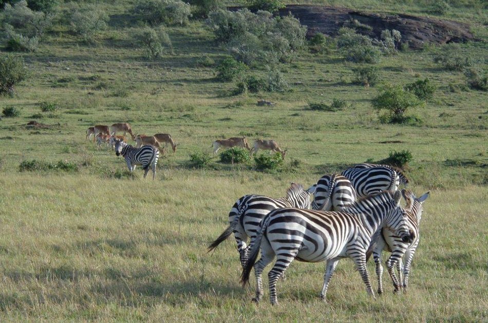 3 Days Safari in  Maasai Mara from Nairobi