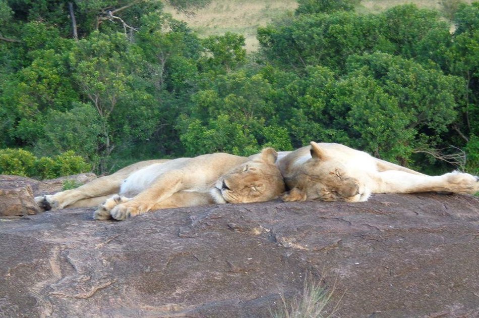 3 Days Safari in  Maasai Mara from Nairobi