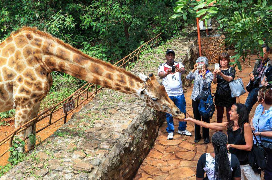 3 hour Tour of Karen Blixen Museum and Giraffe centre