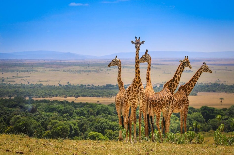 Amazing 3 Day Masai Mara Budget Safari