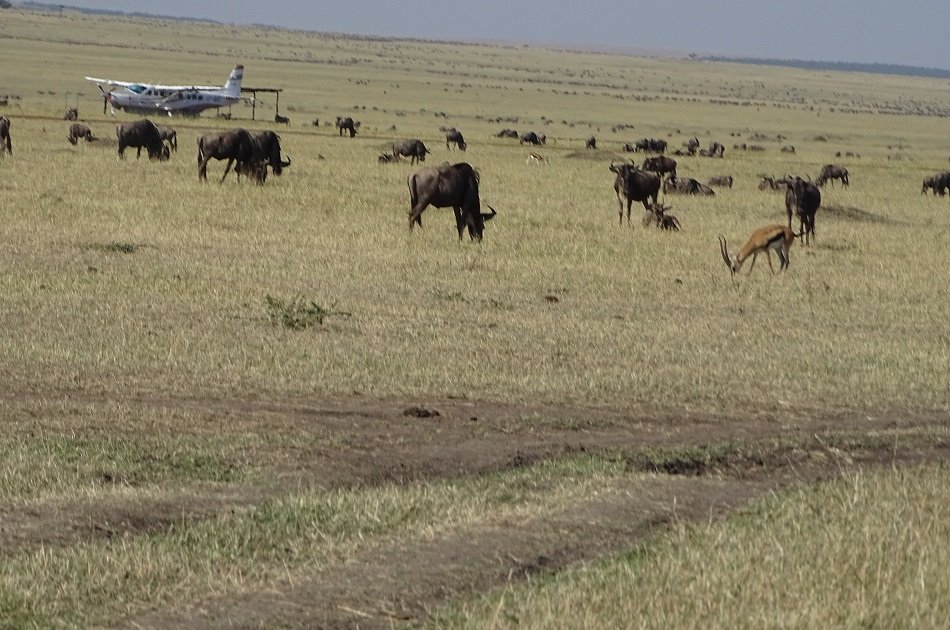 Flying Safari Package 3 Days 2 Night Masai Mara