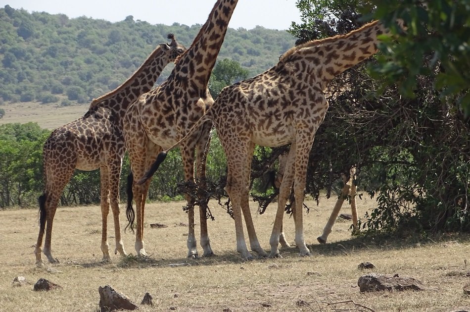 Flying Safari Package 3 Days 2 Night Masai Mara