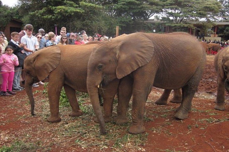 Half Day David Sheldrick Elephant Orphanage, Giraffe Center and Karen Brixen