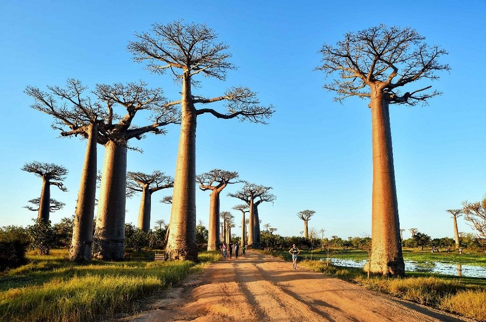 The Avenue of Baobabs Sunset Tour