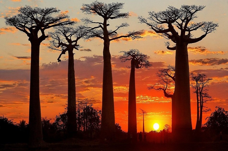 The Avenue of Baobabs Sunset Tour