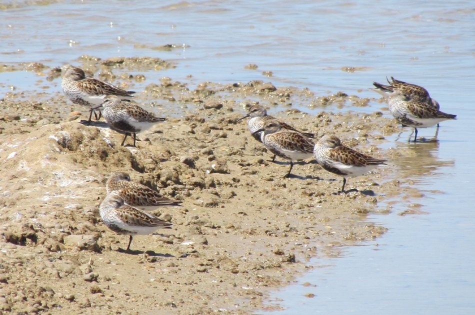 Birdwatching around Faro