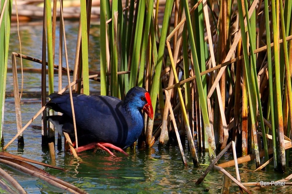 Birdwatching around Faro