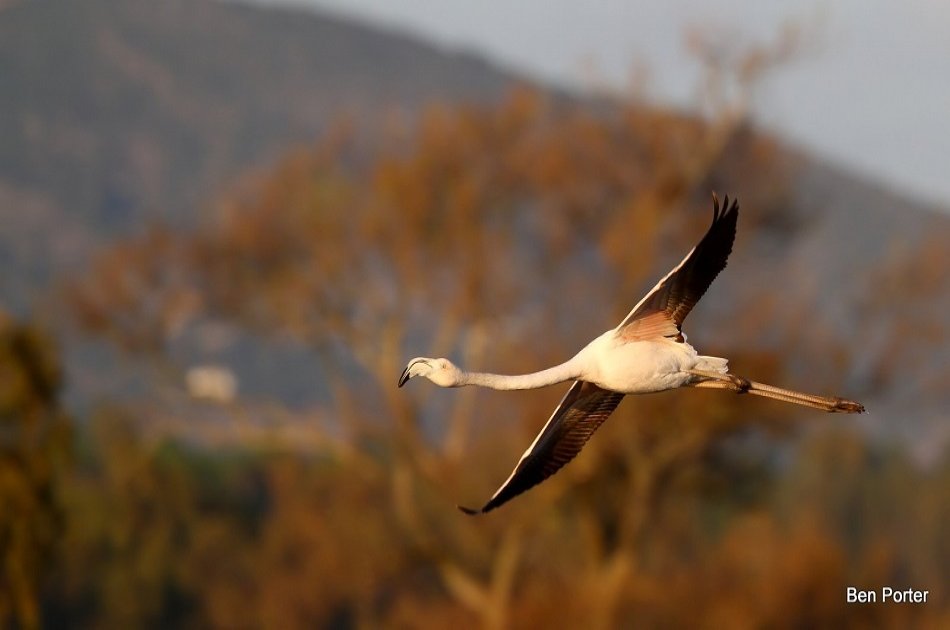 Birdwatching around Faro