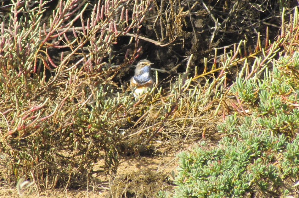 Birdwatching at Alvor dunes