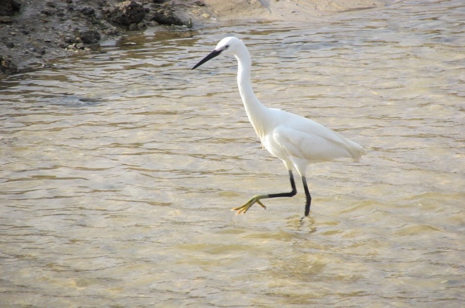 Birdwatching at Alvor dunes