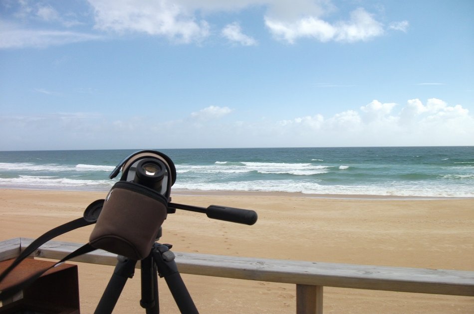 Birdwatching at Alvor dunes