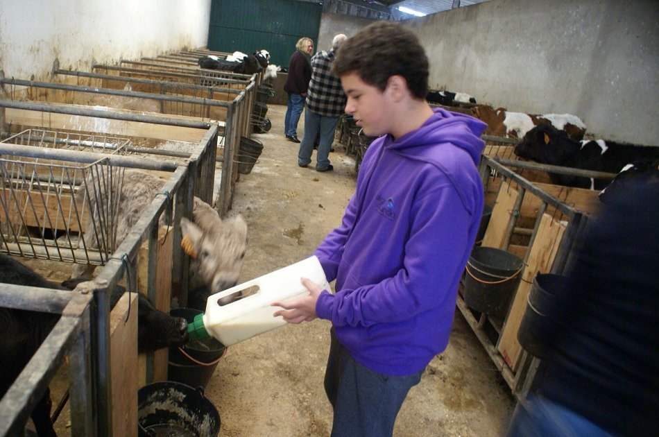 Day at the Farm in the Azores (Interact With the Animals)