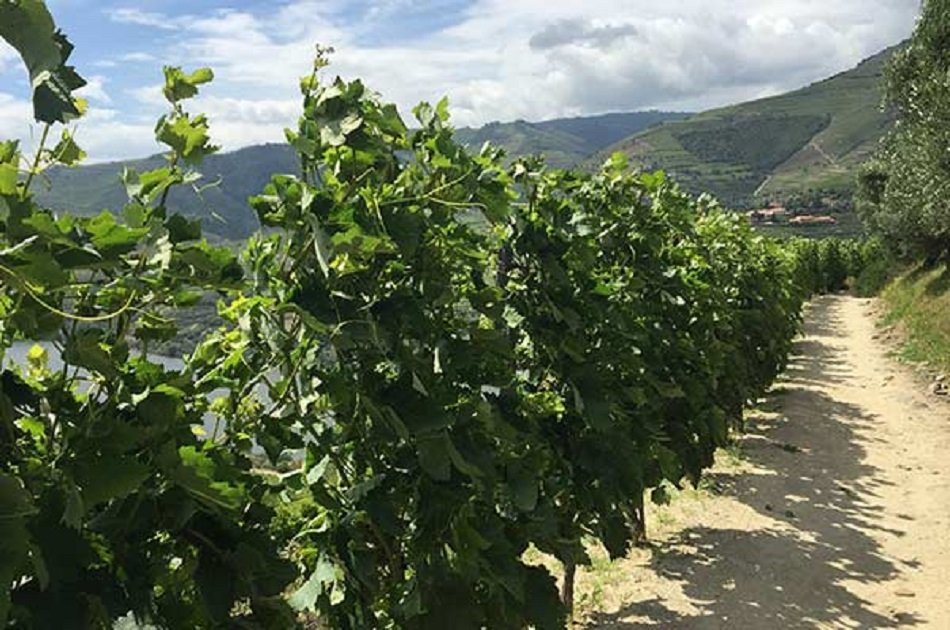 Full Day Oporto Family Vineyard Guided Tour In Portugal