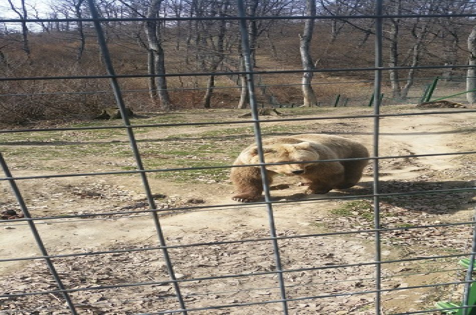 Small-Group Libearty-Liberty Bear Sanctuary Zarnesti Trip from Brasov