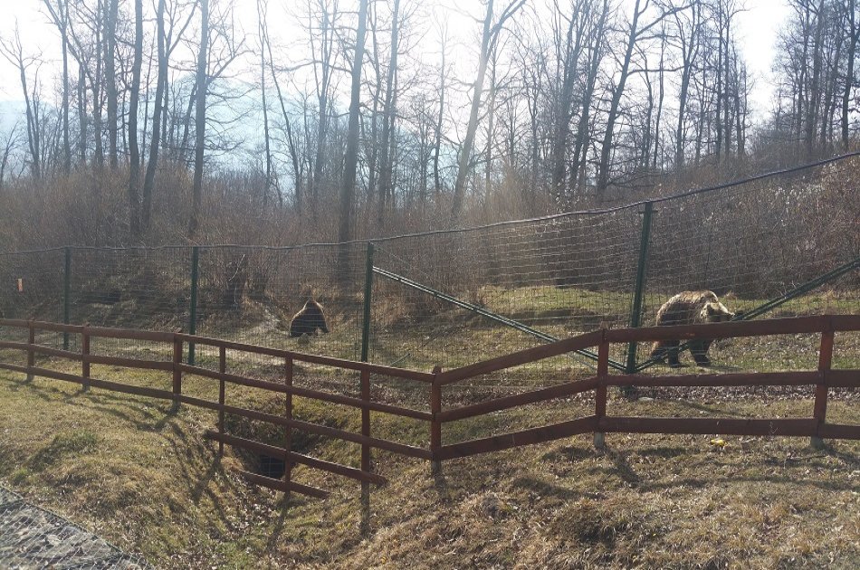 Small-Group Libearty-Liberty Bear Sanctuary Zarnesti Trip from Brasov