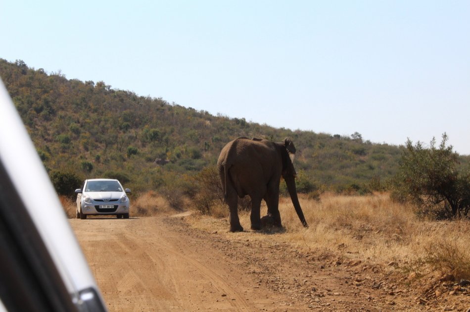 Pillannesburg National Park Open Vehicle  Day Safari from Johannesburg