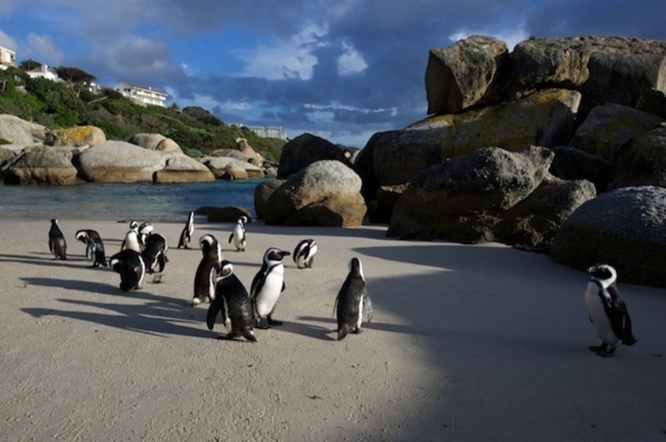 Private Luxury Cape of Good Hope Tour Cape Town