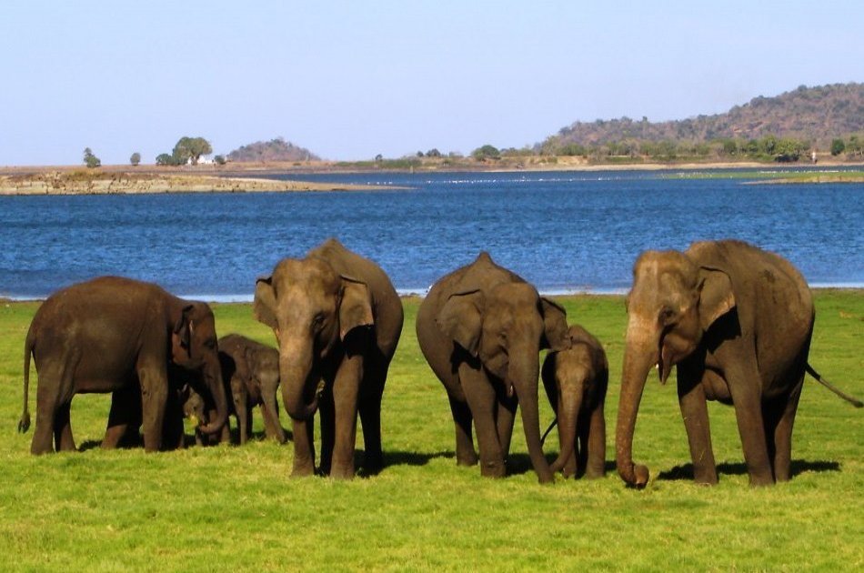 6 Day Tour of Spectacular Sri Lanka