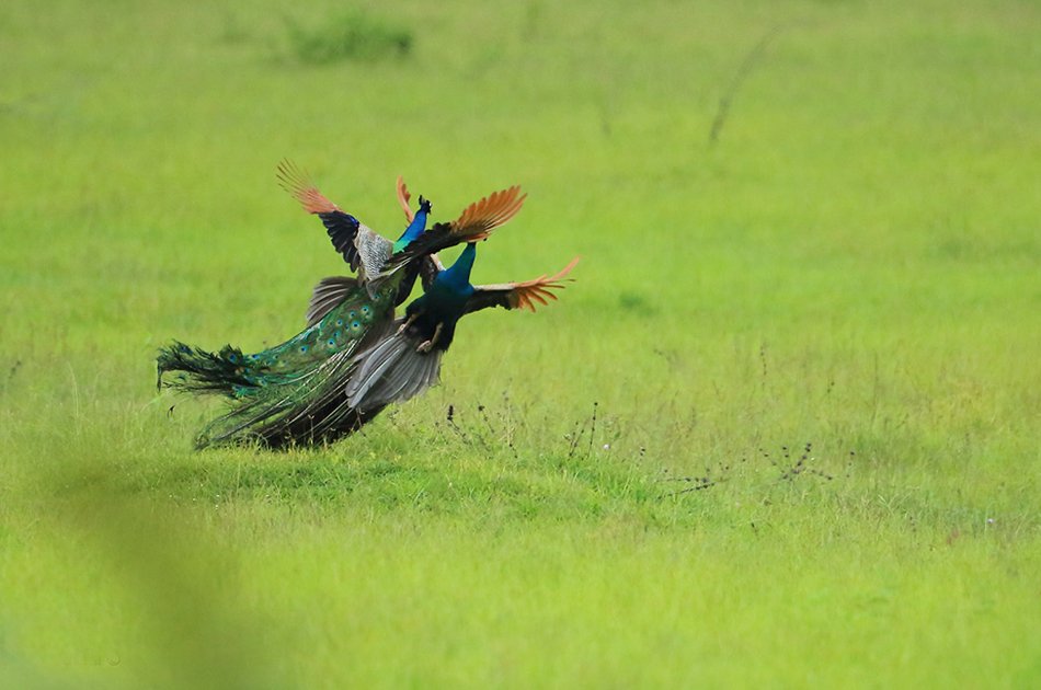 Private Safari: Bundala  National Park