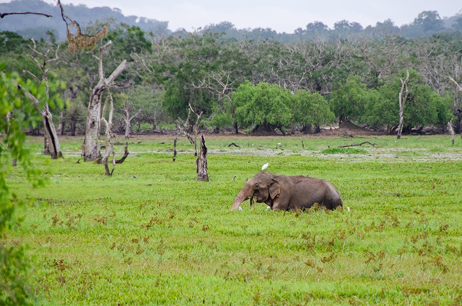 Private Safari: Kumana  National Park