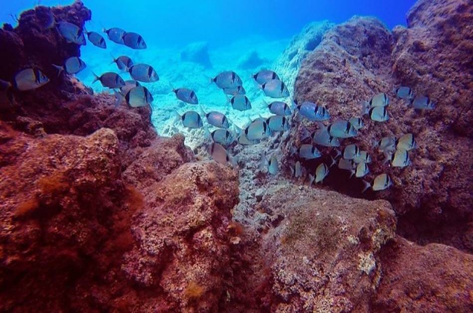 See the Underwater World on a Scuba Diving Tour from Kemer, Side and Alanya