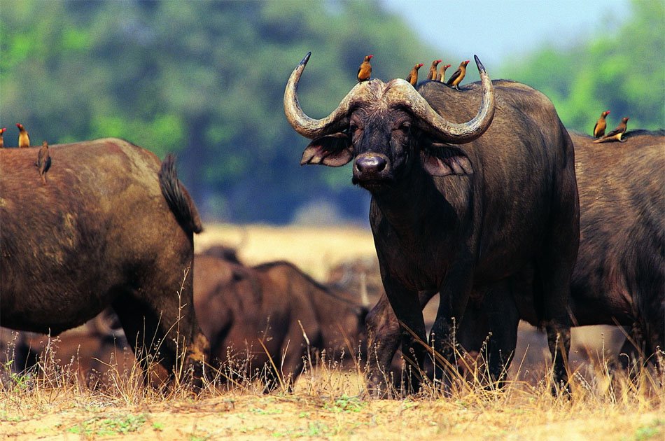 11 Days Classic Wildlife Of Uganda Tour