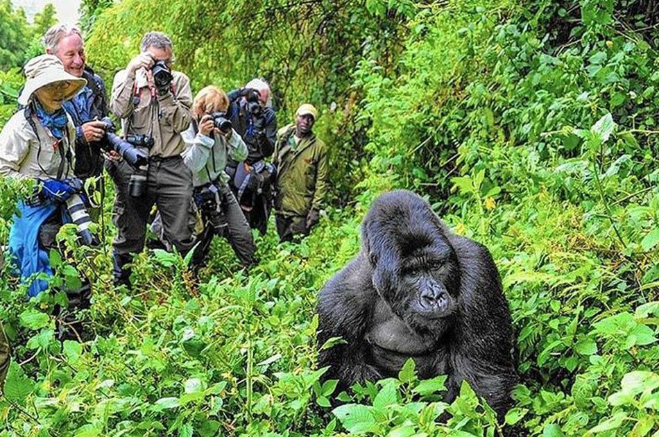 5-Day Private Tour Of Kibale And Bwindi Impenetrable National Park