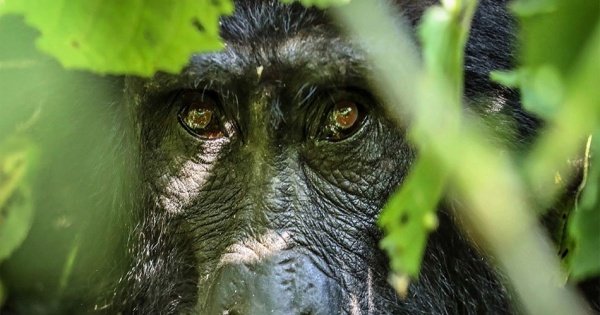 6 Days Gorilla And Golden Monkey Trekking  Mgahinga National Park