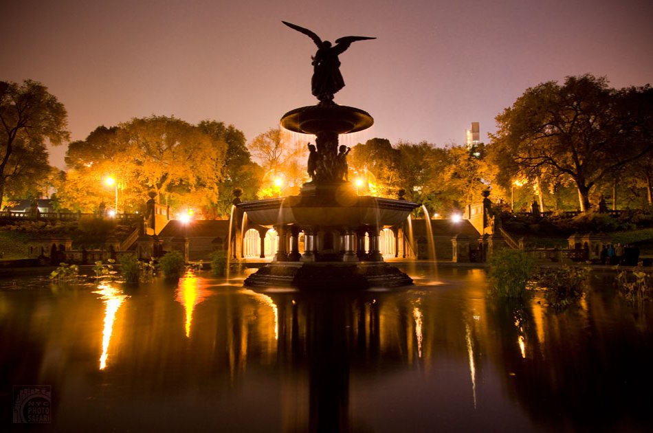 Central Park Photo Safari at Night