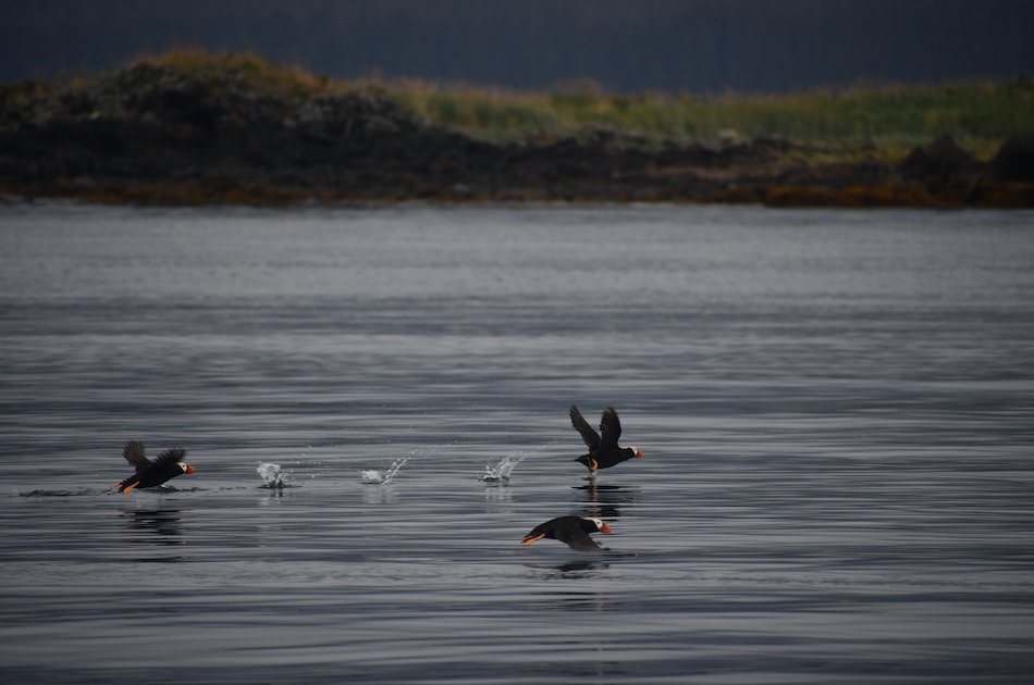 Hoonah Whale watching with live Drone footage!