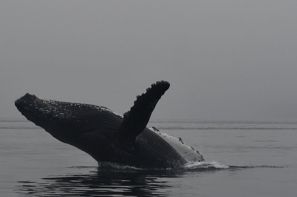 Hoonah Whale watching with live Drone footage!