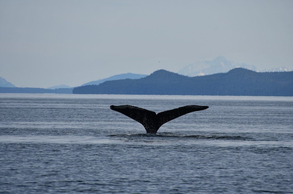 Hoonah Whale watching with live Drone footage!