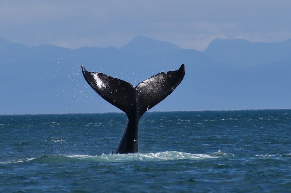 Hoonah Whale watching with live Drone footage!